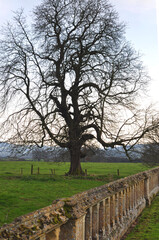 古い石壁と大きな木のシルエット