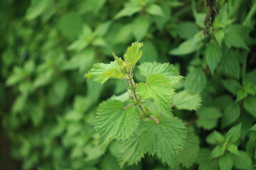 Vista de una ortiga verde.