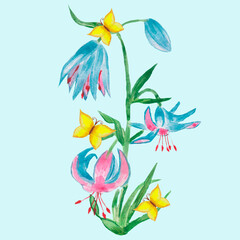lily flower blooming in spring blue petals with pink inserts on a green stem and young petals a young bud and an open flower and yellow butterflies 