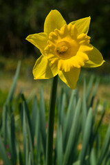 The name of these flowers is Narcissus.　Scientific name is Narcissus × odorus.