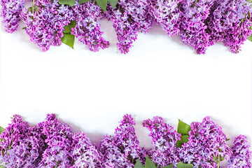 Lilac flowers isolated on white background. Top view, flat lay, copy space. Spring concept. Banner.