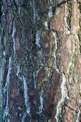 Winter in the forest. Pine trunk surface texture. Snow and moss
