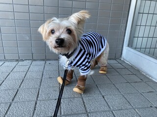 Dog in shoes