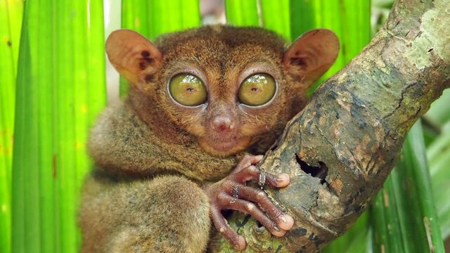 Philippine Tarsier in its natural habitat on Bohol Island, Philippines, extreme close up. The Philippine Tarsier is one of the world's smallest primates.