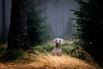 Weimaraner Jagdhund in einen nebligen Wald wartet auf Abruf - 407881073