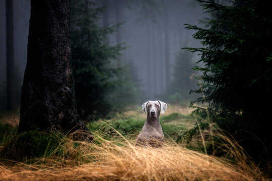 Weimaraner Jagdhund in einen nebligen Wald wartet auf Abruf