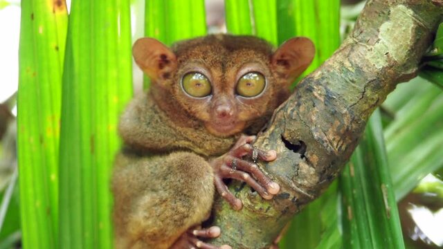 Close up shot of the Philippine Tarsier in its natural habitat on Bohol Island, Philippines. The Philippine Tarsier is one of the world's smallest primates.