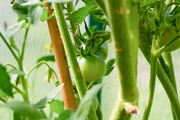 young unripe tomatoes on a background of green leaves in a greenhouse ripen in spring on a bright sunny day