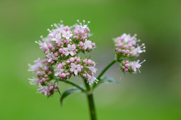 close up of a flower, Valerian