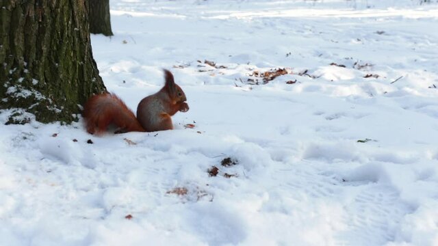 Squirrel eating walnut in the snow. Animal, rodent, fluffy, tail, fauna, winter, snow, food, walnut, forest, unity with nature.