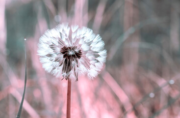 Dandelion flower in nature on bright soft toned background