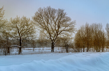 Picturesque winter landscape. All the trees are covered in snow after a heavy snowfall 