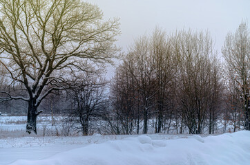 Picturesque winter landscape. All the trees are covered in snow after a heavy snowfall 
