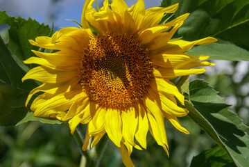 Blooming sunflower on a background of green leaves. Close-up