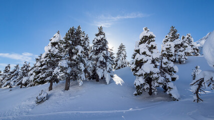 Winter mountain landscape, nature reserve of the Vercors high plateaux, France
