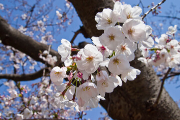 Fototapeta premium The cherry blossoms in the park are in full bloom.
