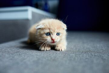 Cute red haired kitten on grey sofa in the room.