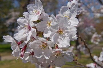 The cherry blossoms in the park are in full bloom.