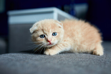 Cute red haired kitten on grey sofa in the room.