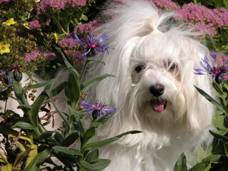 Havanese dog in a flower bed