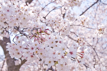 The cherry blossoms in the park are in full bloom.