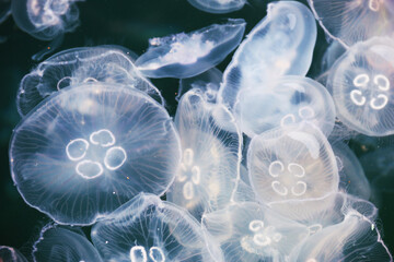 abstract jellyfish view for design © lotusstock