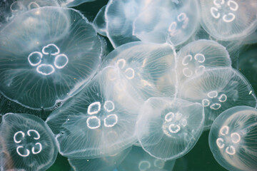 jellyfish wiew shot from above sea