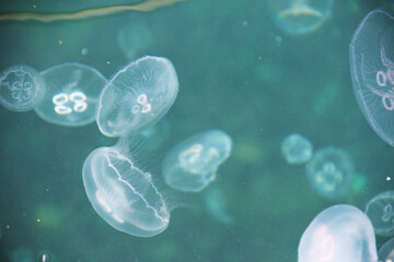 jellyfish wiew shot from above sea