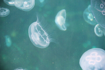jellyfish wiew shot from above sea