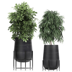 Schefflera arboricola in black pots