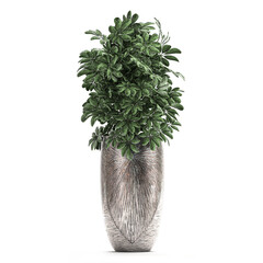 Schefflera arboricola in luxury pots