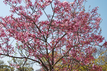 cherry trees, cherry, blossom, japan, closeup, close-up,
