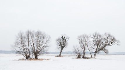 trees in the snow