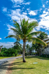 Obraz na płótnie Canvas Tropical plant green palm tree