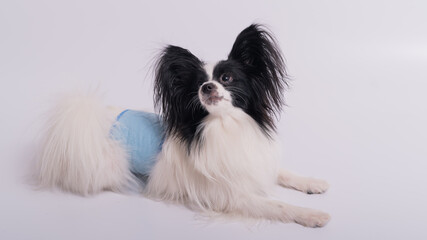 Portrait of a cute dog Continental Spaniel in a males hygiene belt. Papillon is wearing a diaper against territory markings and urinary incontinence