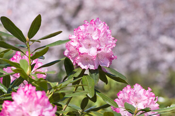The rhododendron flowers are in full bloom in the rhododendron garden.
Scientific name is Rhododendron subgenus Hymenanthes.