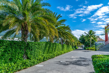 Tropical plant green palm tree