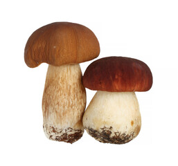 Two small mushrooms