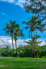 Tropical plant green palm tree