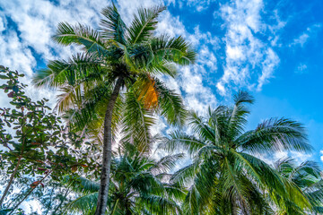 Fototapeta na wymiar Tropical plant green palm tree