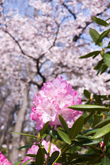 The rhododendron flowers are in full bloom in the rhododendron garden.
Scientific name is Rhododendron subgenus Hymenanthes.