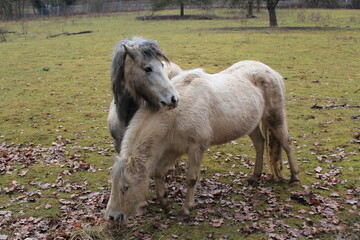 Two beige twin Ponies on a pasture in autumn