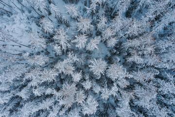 Aerial view of a snow-covered deciduous forest. Winter landscape in the grove. The tops of the trees are covered with white snow.