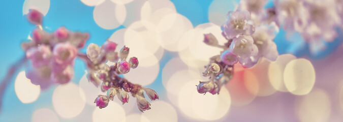 Naklejka na ściany i meble Prunus subhirtella, the winter-flowering cherry. Close-up on buds and flowers. Soft focus with lights in bokeh. Two tone image of pink flowers and blue sky. Panoramic banner composition.