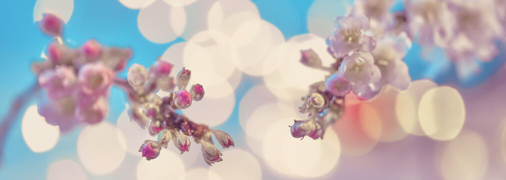 Prunus subhirtella, the winter-flowering cherry. Close-up on buds and flowers. Soft focus with lights in bokeh. Two tone image of pink flowers and blue sky. Panoramic banner composition.