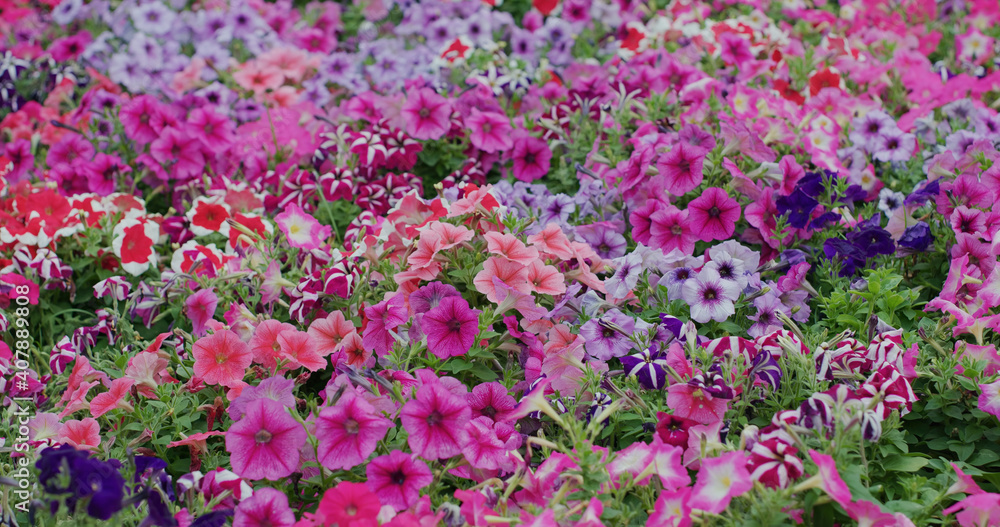 Canvas Prints flower field with different colour