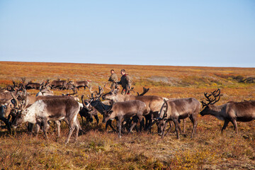 Naklejka na ściany i meble The extreme north, Yamal, reindeer in Tundra, Deer harness with reindeer, pasture of Nenets, male reindeer herders.
