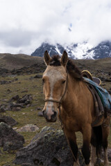 Fototapeta na wymiar landscape with a horse