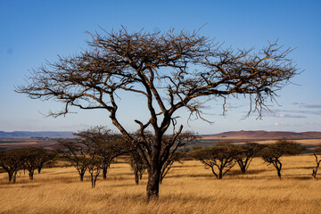 african acacia tree