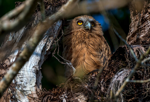 The Buffy Fish Owl also known as the Malay Fish Owl is found in Southeast sitting on tree